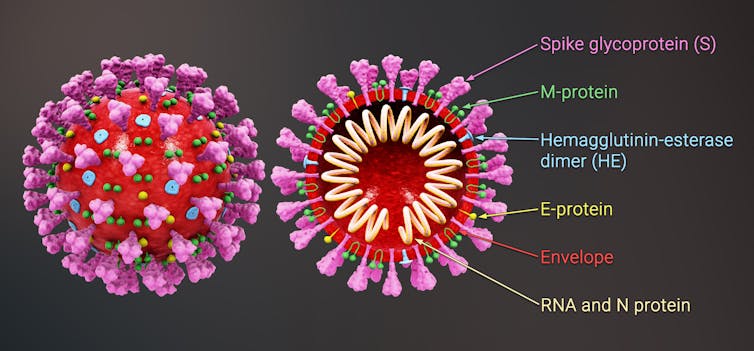 a SARS-CoV-2 particle whole and in cross-section.